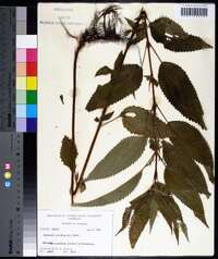 Image Associated With the Occurence