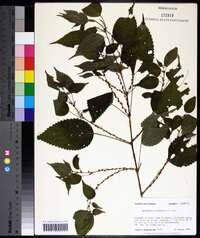 Image Associated With the Occurence