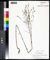 Linum floridanum image