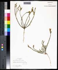 Linum imbricatum image