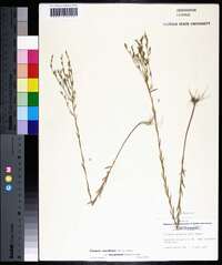 Linum medium var. texanum image