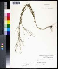 Linum medium var. texanum image