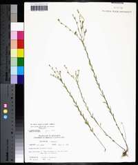 Linum medium var. texanum image