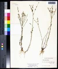 Linum medium var. texanum image