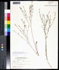 Linum medium var. texanum image