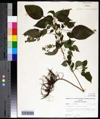 Image Associated With the Occurence