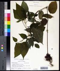 Image Associated With the Occurence
