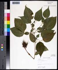 Image Associated With the Occurence