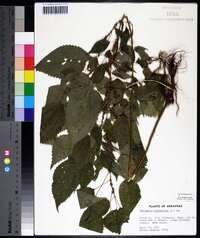 Image Associated With the Occurence