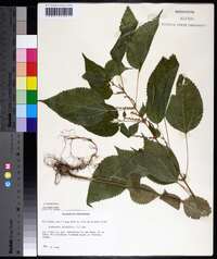 Image Associated With the Occurence