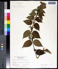 Image Associated With the Occurence