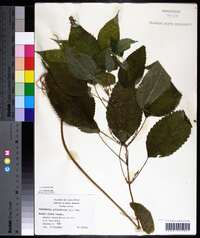 Image Associated With the Occurence