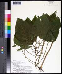 Laportea canadensis image