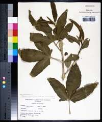 Hibiscus heterophyllus image