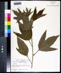 Hibiscus heterophyllus image