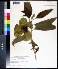 Hibiscus heterophyllus image