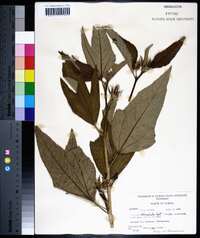 Hibiscus heterophyllus image