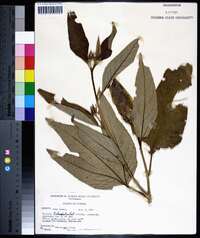 Hibiscus heterophyllus image