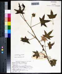 Hibiscus furcatus image