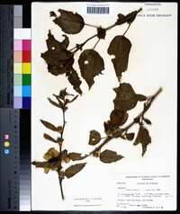 Hibiscus mastersianus image