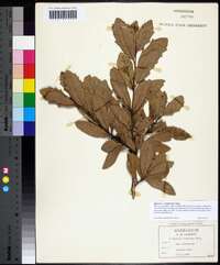 Quercus x comptoniae image