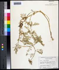 Daucus pusillus image