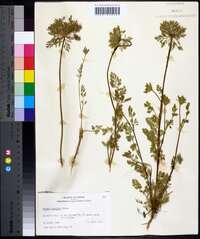 Daucus pusillus image