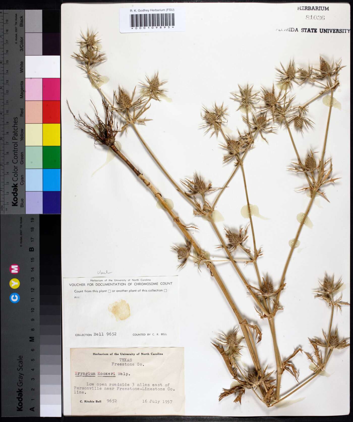 Eryngium hookeri image