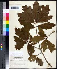 Quercus austrina image