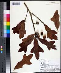 Quercus austrina image