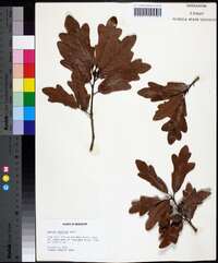 Quercus austrina image