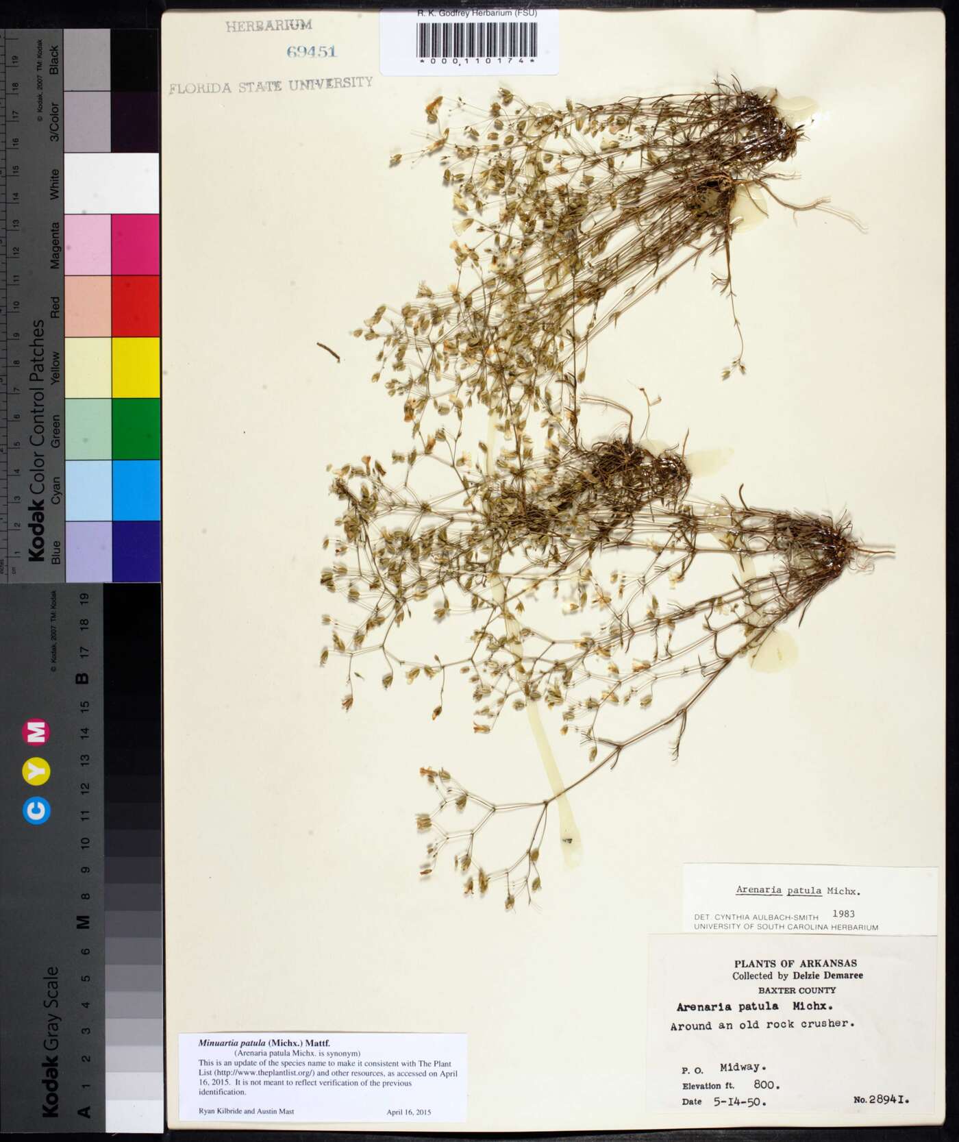 Mononeuria patula image