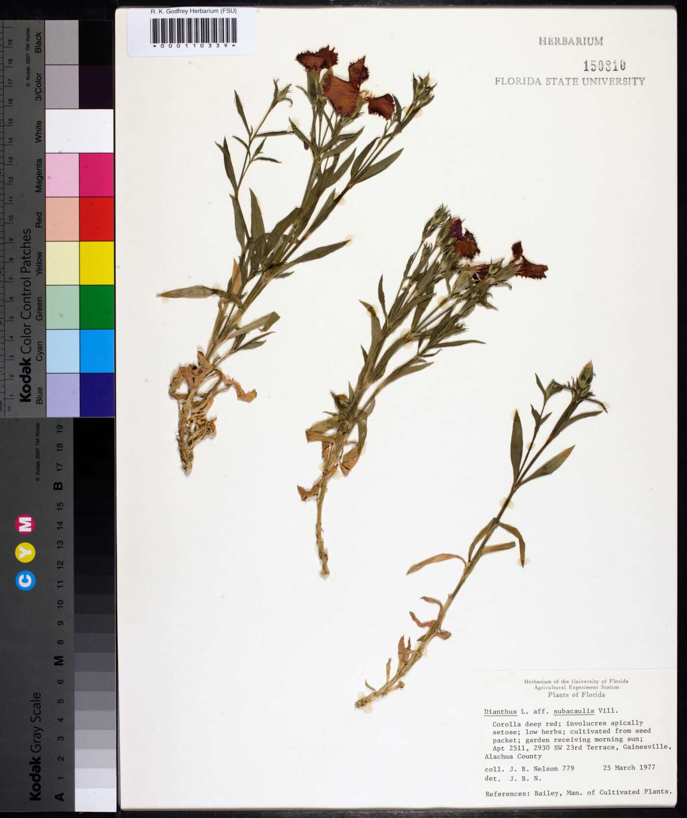 Dianthus subacaulis image