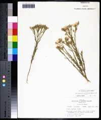 Linum berlandieri image