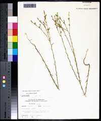 Linum sulcatum image