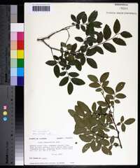 Ulmus crassifolia image