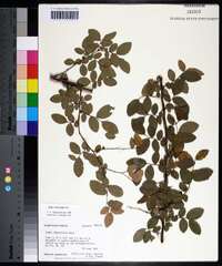 Ulmus crassifolia image