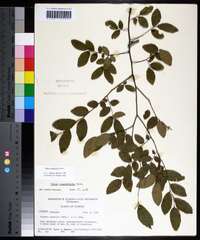 Ulmus crassifolia image