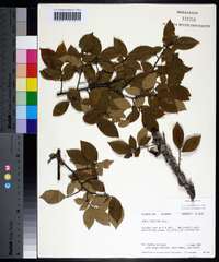 Ulmus alata image