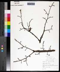 Ulmus alata image