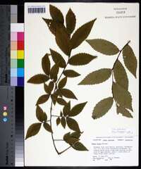 Ulmus alata image