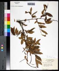 Ulmus alata image