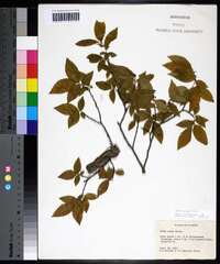 Ulmus alata image