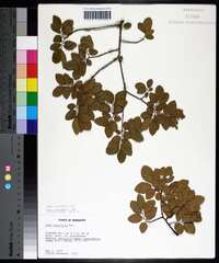 Ulmus crassifolia image