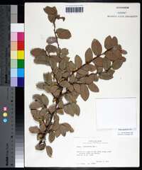 Ulmus crassifolia image