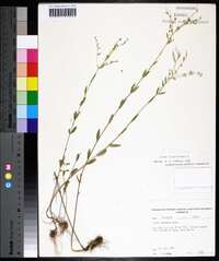 Linum virginianum image