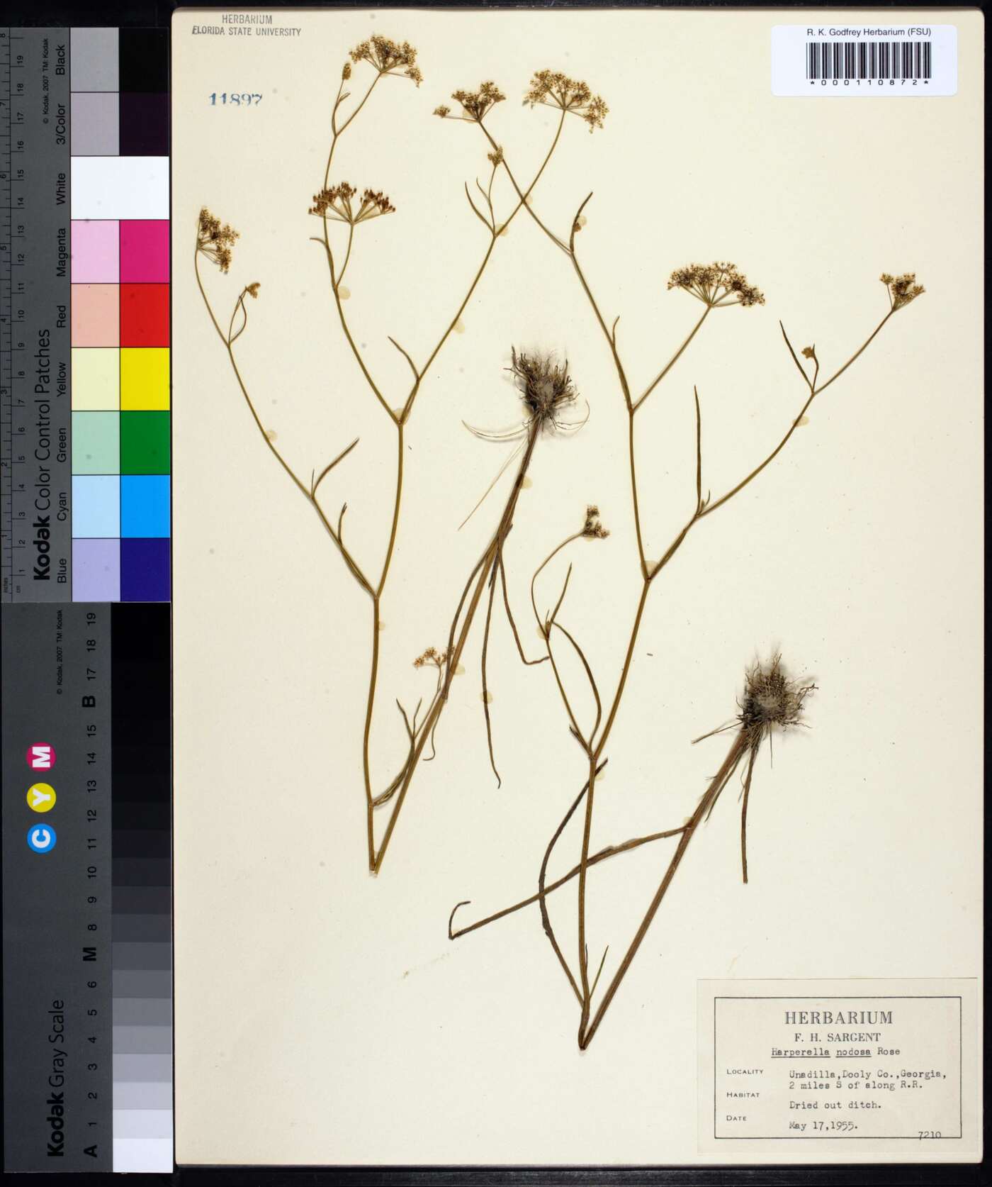 Harperella nodosa image