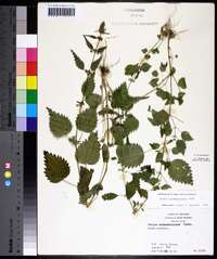 Urtica chamaedryoides image