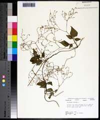 Valeriana scandens image