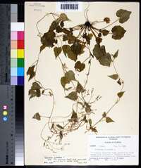 Valeriana scandens image